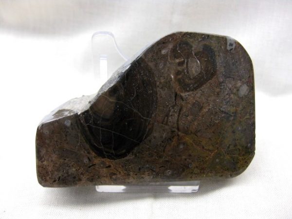 California Stromatolite #7