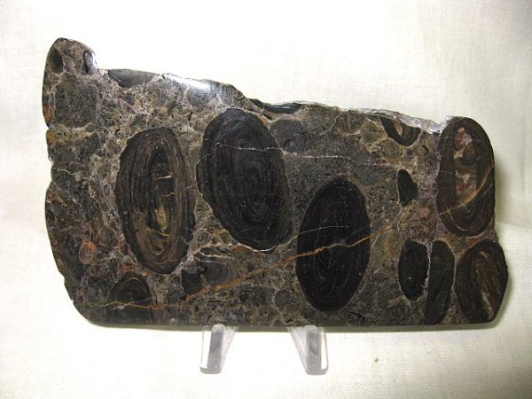 California Stromatolite #13