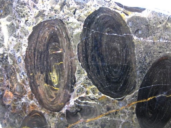 California Stromatolite #13 - Image 2