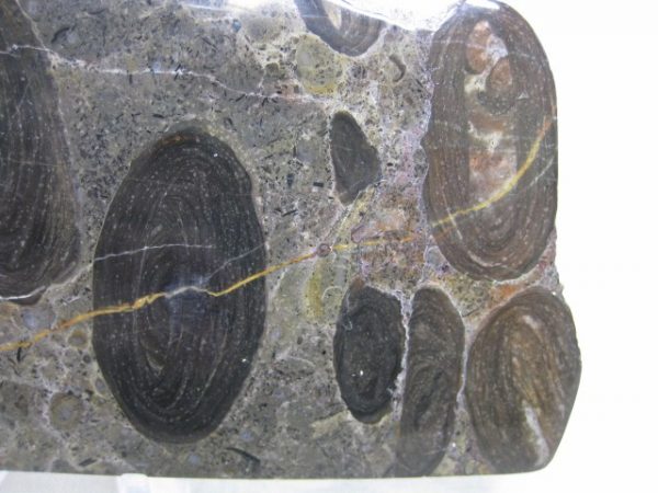 California Stromatolite #13 - Image 3