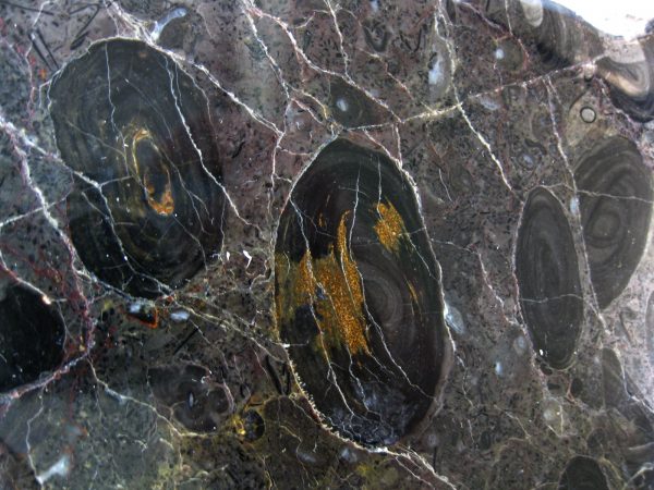 California Stromatolite #15 - Image 2