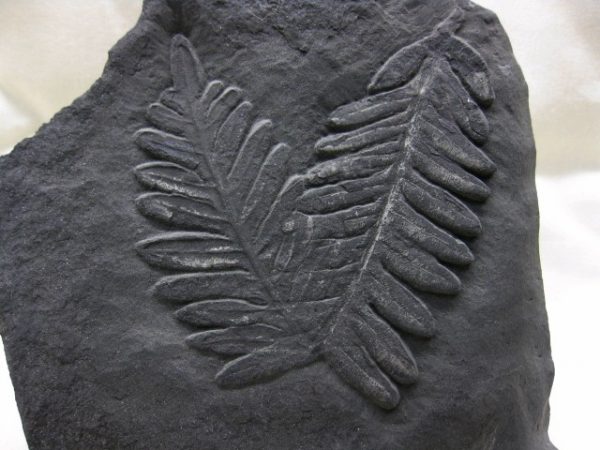 Genuine Carboniferous Period German Carboniferous Fern Fossil for Sale from Germany #4a