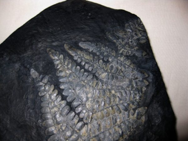 Genuine Carboniferous Period German Carboniferous Fern Fossil for Sale from Germany #5a