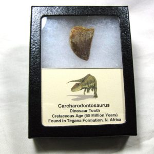 Genuine Cretaceous Age Carcharodontosaurus Dinosaur Tooth Fossil From North Africa For Sale #17