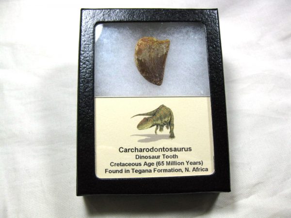 Genuine Cretaceous Age Carcharodontosaurus Dinosaur Tooth Fossil From North Africa For Sale #17