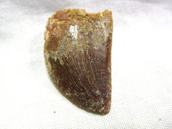 Genuine Cretaceous Age Carcharodontosaurus Dinosaur Tooth Fossil From North Africa For Sale #17a