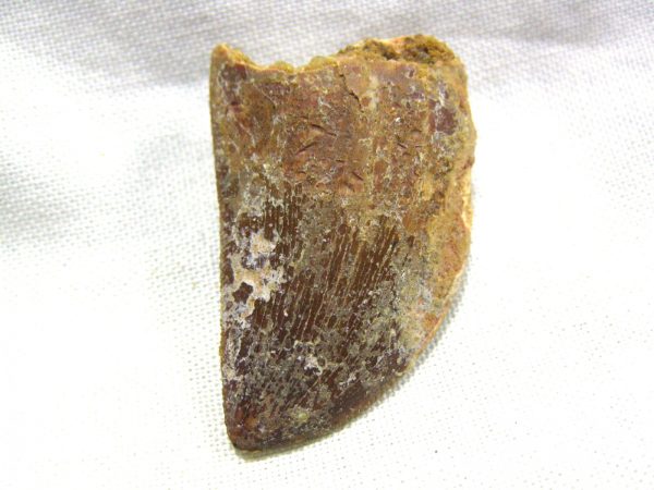 Genuine Cretaceous Age Carcharodontosaurus Dinosaur Tooth Fossil From North Africa For Sale #17b