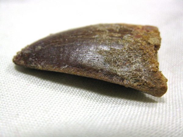 Genuine Cretaceous Age Carcharodontosaurus Dinosaur Tooth Fossil From North Africa For Sale #17c