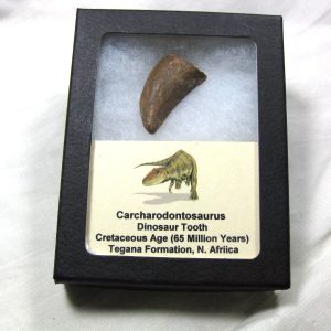 Genuine Cretaceous Age Carcharodontosaurus Dinosaur Tooth Fossil From North Africa For Sale #23