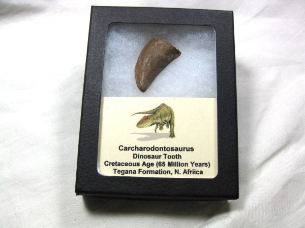 Genuine Cretaceous Age Carcharodontosaurus Dinosaur Tooth Fossil From North Africa For Sale #23