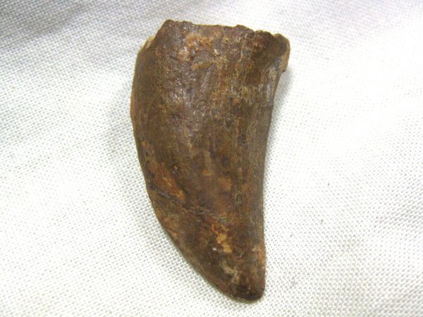 Genuine Cretaceous Age Carcharodontosaurus Dinosaur Tooth Fossil From North Africa For Sale #23a