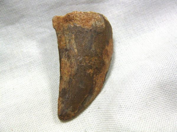 Genuine Cretaceous Age Carcharodontosaurus Dinosaur Tooth Fossil From North Africa For Sale #23b