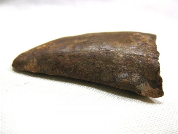 Genuine Cretaceous Age Carcharodontosaurus Dinosaur Tooth Fossil From North Africa For Sale #23c