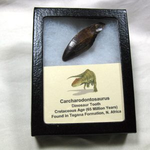 Genuine Cretaceous Age Carcharodontosaurus Dinosaur Tooth Fossil From North Africa For Sale #28