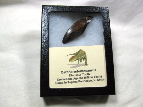 Genuine Cretaceous Age Carcharodontosaurus Dinosaur Tooth Fossil From North Africa For Sale #28