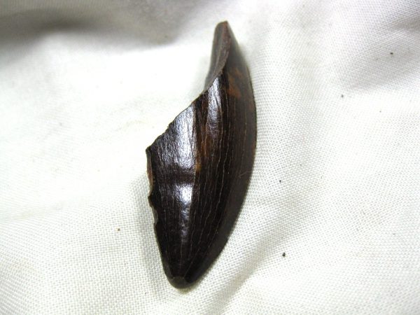 Genuine Cretaceous Age Carcharodontosaurus Dinosaur Tooth Fossil From North Africa For Sale #28a