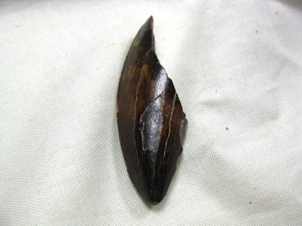 Genuine Cretaceous Age Carcharodontosaurus Dinosaur Tooth Fossil From North Africa For Sale #28b