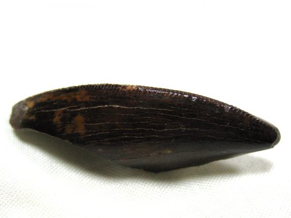 Genuine Cretaceous Age Carcharodontosaurus Dinosaur Tooth Fossil From North Africa For Sale #28c