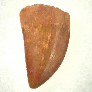 Genuine Cretaceous Age Carcharodontosaurus Dinosaur Tooth From Morocco For Sale #42