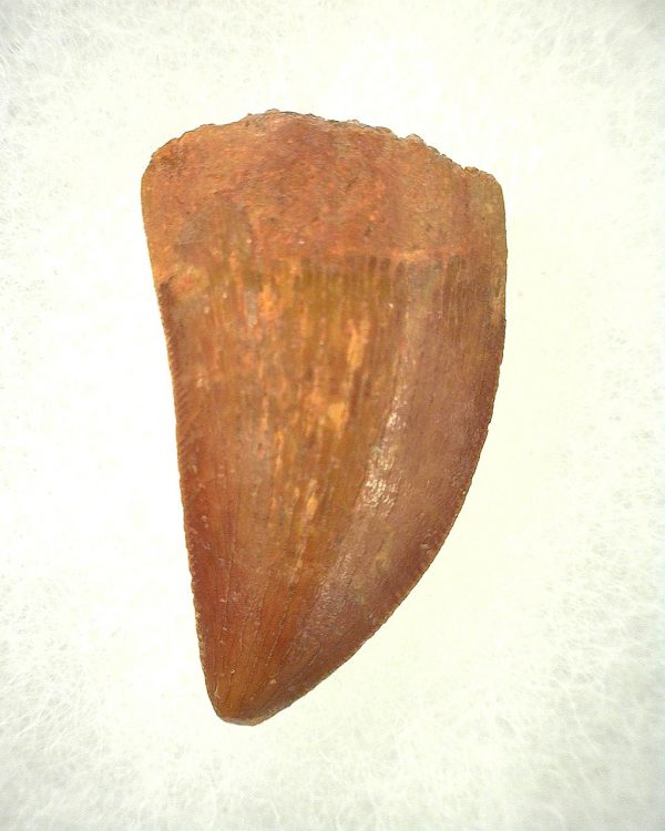 Genuine Cretaceous Age Carcharodontosaurus Dinosaur Tooth From Morocco For Sale #42