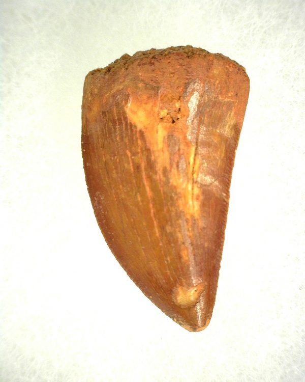 Genuine Cretaceous Age Carcharodontosaurus Dinosaur Tooth From Morocco For Sale #42a