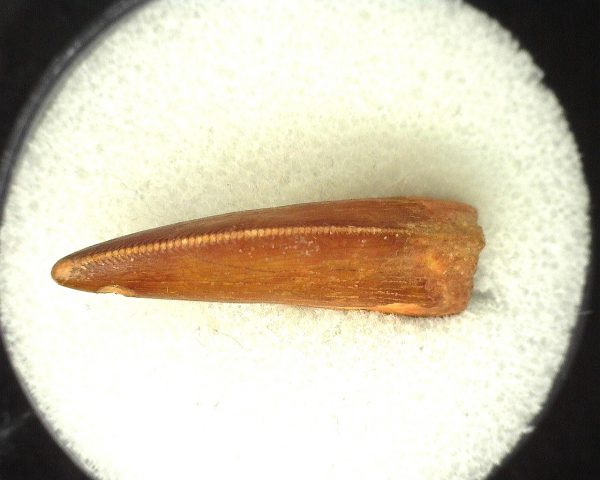 Genuine Cretaceous Age Carcharodontosaurus Dinosaur Tooth From Morocco For Sale #42c