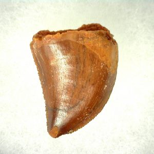 Genuine Cretaceous Age Carcharodontosaurus Dinosaur Tooth From Morocco For Sale #43