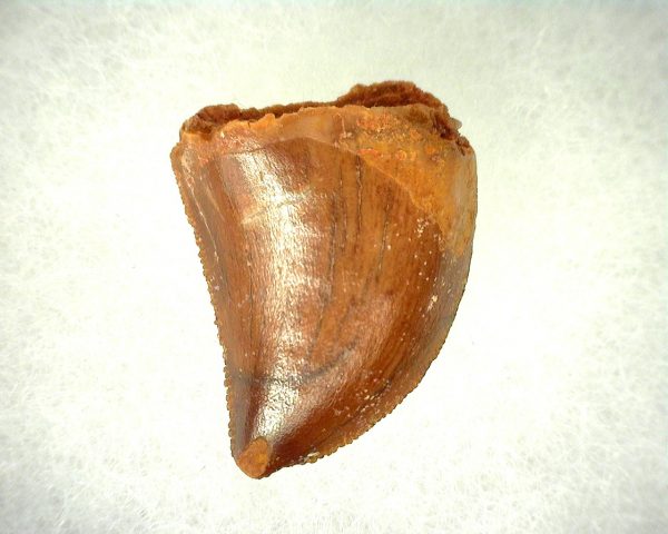 Genuine Cretaceous Age Carcharodontosaurus Dinosaur Tooth From Morocco For Sale #43