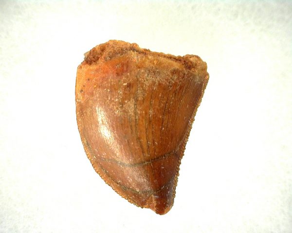 Genuine Cretaceous Age Carcharodontosaurus Dinosaur Tooth From Morocco For Sale #43a