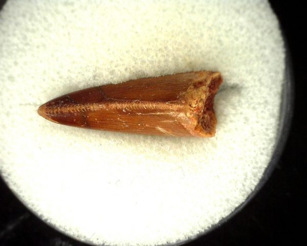 Genuine Cretaceous Age Carcharodontosaurus Dinosaur Tooth From Morocco For Sale #43b