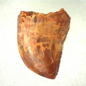 Genuine Cretaceous Age Carcharodontosaurus Dinosaur Tooth From Morocco For Sale #44