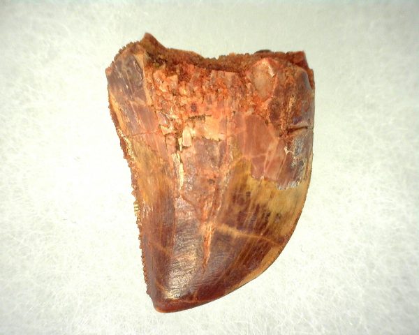 Genuine Cretaceous Age Carcharodontosaurus Dinosaur Tooth From Morocco For Sale #44a