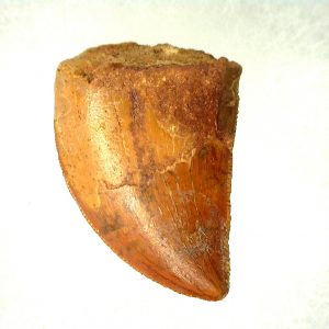 Genuine Cretaceous Age Carcharodontosaurus Dinosaur Tooth From Morocco For Sale #45