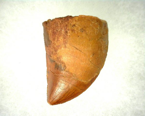 Genuine Cretaceous Age Carcharodontosaurus Dinosaur Tooth From Morocco For Sale #45a