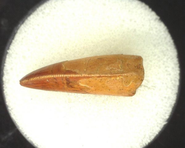 Genuine Cretaceous Age Carcharodontosaurus Dinosaur Tooth From Morocco For Sale #45c