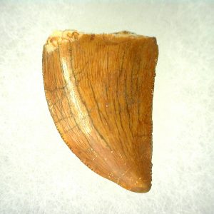 Genuine Cretaceous Age Carcharodontosaurus Dinosaur Tooth From Morocco For Sale #46