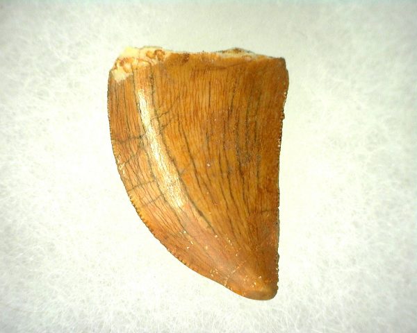 Genuine Cretaceous Age Carcharodontosaurus Dinosaur Tooth From Morocco For Sale #46