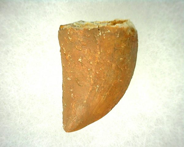 Genuine Cretaceous Age Carcharodontosaurus Dinosaur Tooth From Morocco For Sale #46a