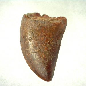 Genuine Cretaceous Age Carcharodontosaurus Dinosaur Tooth From Morocco For Sale #47