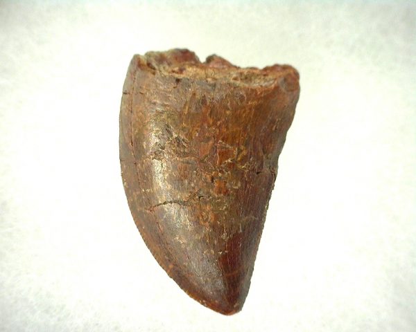 Genuine Cretaceous Age Carcharodontosaurus Dinosaur Tooth From Morocco For Sale #47