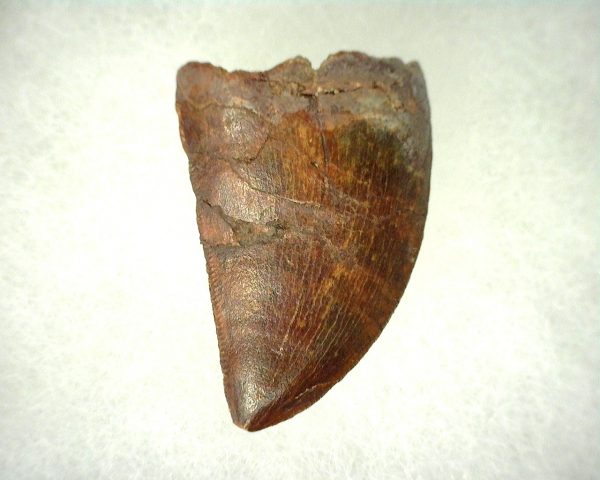 Genuine Cretaceous Age Carcharodontosaurus Dinosaur Tooth From Morocco For Sale #47a