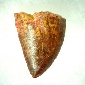 Genuine Cretaceous Age Carcharodontosaurus Dinosaur Tooth From Morocco For Sale #48