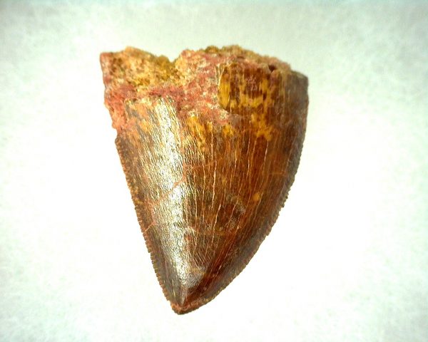 Genuine Cretaceous Age Carcharodontosaurus Dinosaur Tooth From Morocco For Sale #48