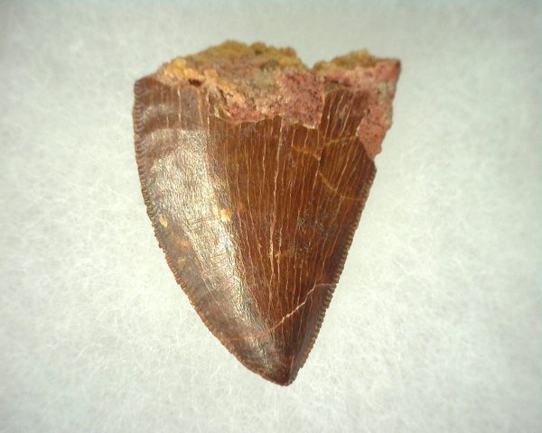 Genuine Cretaceous Age Carcharodontosaurus Dinosaur Tooth From Morocco For Sale #48a