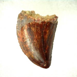 Genuine Cretaceous Age Carcharodontosaurus Dinosaur Tooth From Morocco For Sale #49