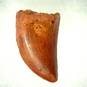 Genuine Cretaceous Age Carcharodontosaurus Dinosaur Tooth From Morocco For Sale #50