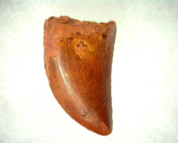 Genuine Cretaceous Age Carcharodontosaurus Dinosaur Tooth From Morocco For Sale #50