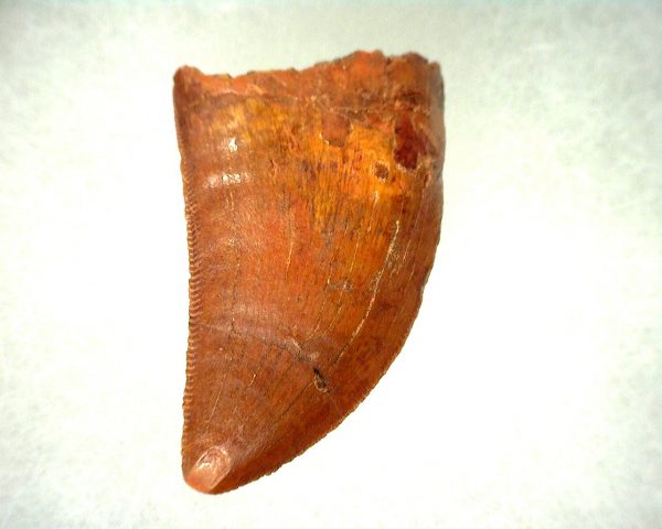 Genuine Cretaceous Age Carcharodontosaurus Dinosaur Tooth From Morocco For Sale #50a