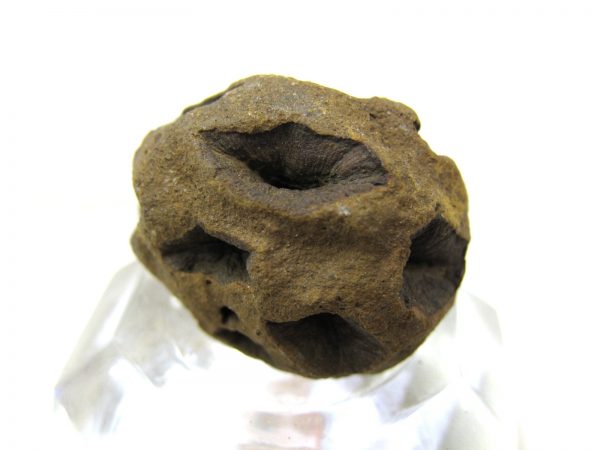 Genuine Cretaceous Age Sequoia Dakotensis Cone Fossil for Sale from South Dakota #10b