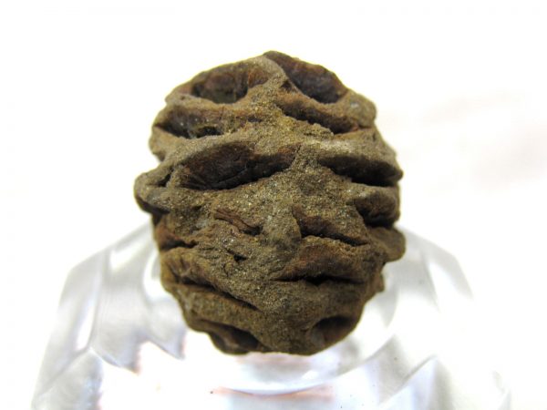 Genuine Cretaceous Age Sequoia Dakotensis Cone Fossil for Sale from South Dakota #12c